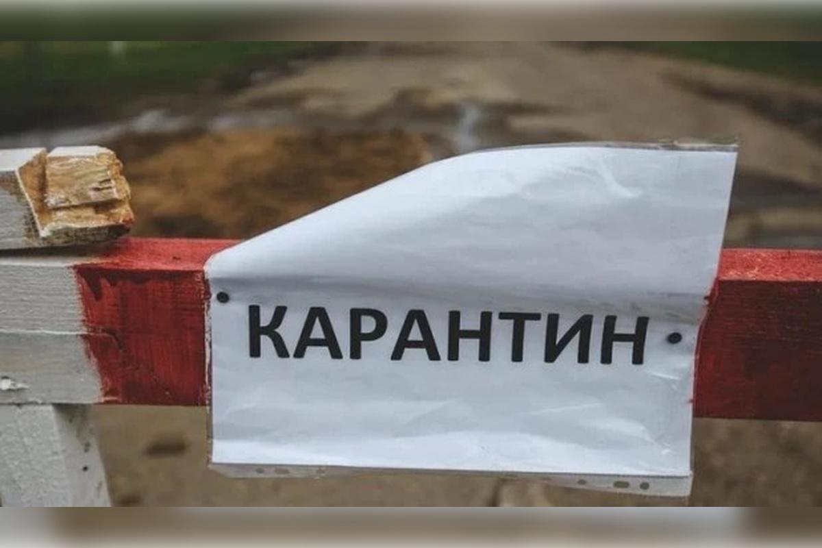 Новый очаг бешенства выявили в Алтайском крае