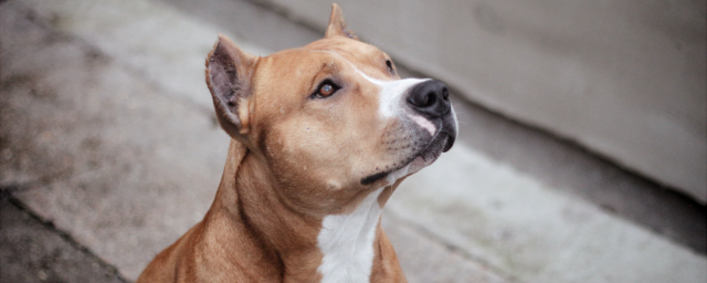 Собака бойцовской породы внезапно начала терроризировать хозяев в Дзержинске