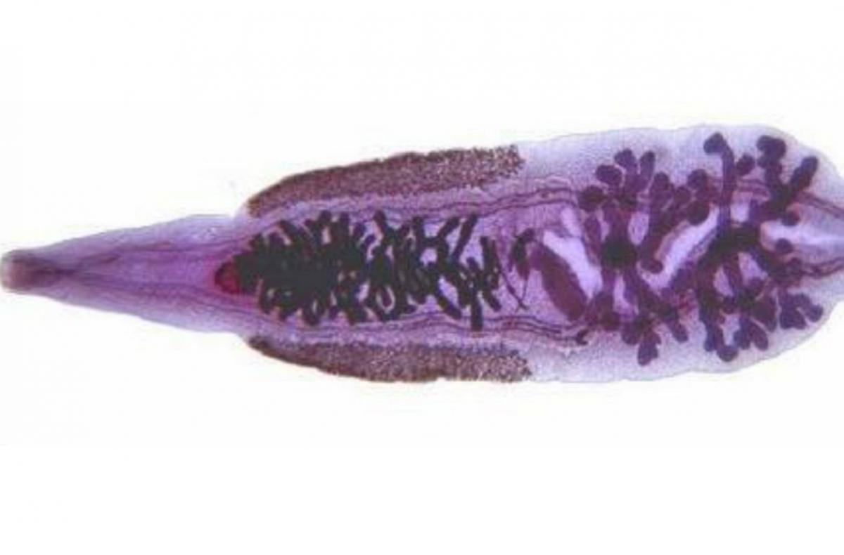 Ученые СО РАН выявили целительные свойства возбудителя описторхоза, опасный червь заживляет язвы