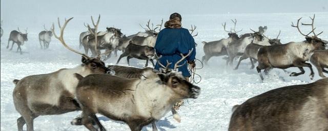 В ЯНАО будут готовить оленеводов-механизаторов