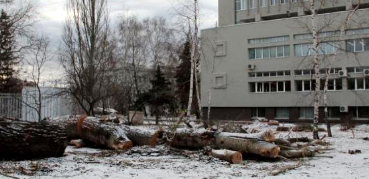 В Казани часть Ленинского сада вырубили под строительство автостоянки