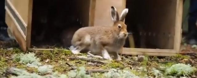 Новосибирский зоопарк выпустил в дикую природу 16 зайцев-беляков