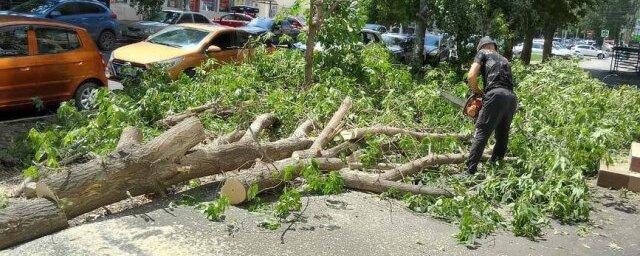 В Саратове упавшие из-за непогоды 32 дерева повредили электросети и автомобили