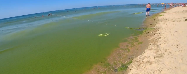 Море в Анапе позеленело из-за туристов