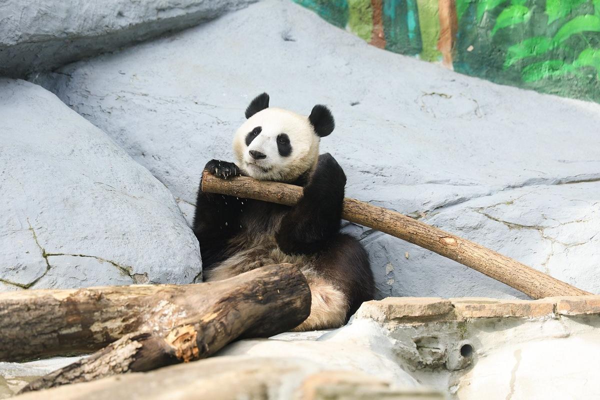 Панда Катюша из Московского зоопарка переехала в отдельный вольер