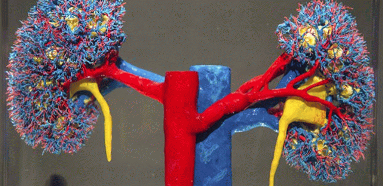 Ученые вырастили из стволовых клеток «заготовки» почек