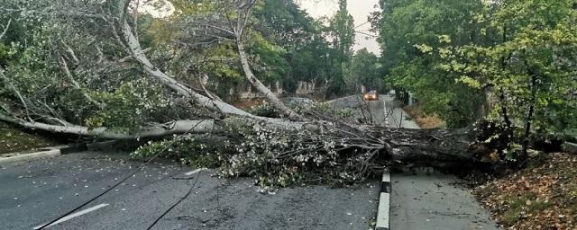 В Черкесске аварийные тополя компенсируют другими видами деревьев