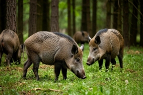 На Орловщине разрешили отстрел кабанов для предотвращения распространения африканской чумы свиней