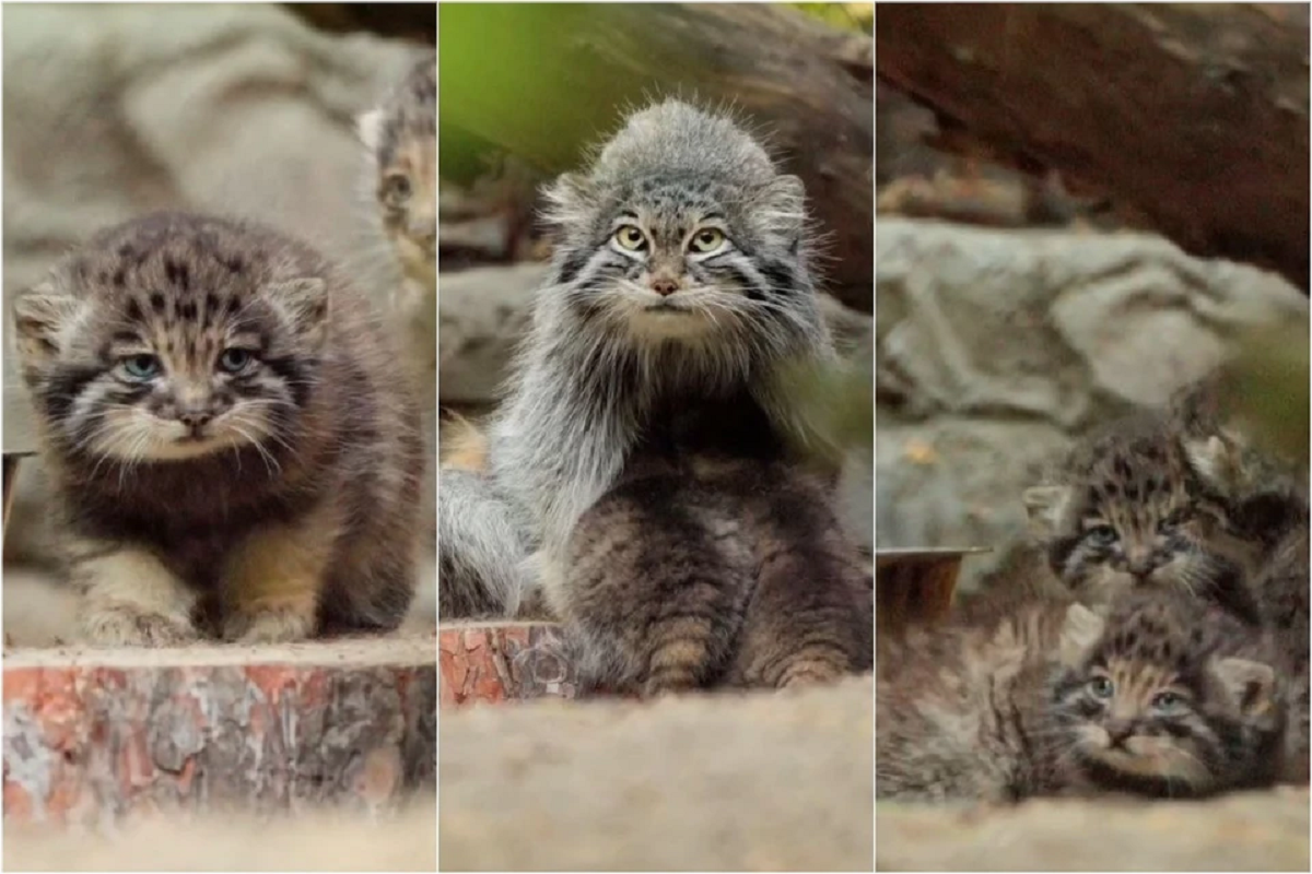 Гости Новосибирского зоопарка могут увидеть котят манула