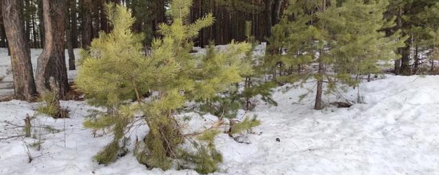 В Томской области восстановят 40 тысяч гектаров хвойных лесов в 2023 году