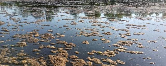 Германия обвинила Польшу в отравлении солями ртути реки Одер