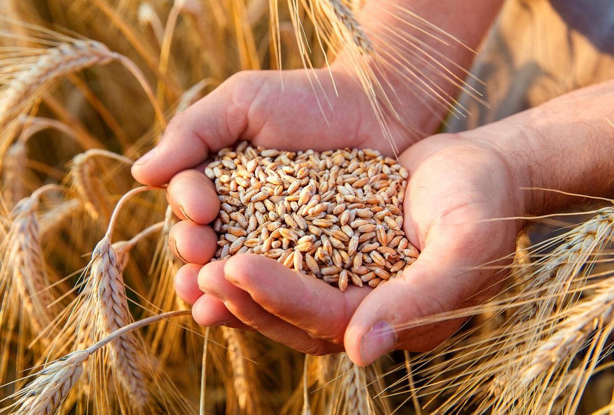 Российские селекционеры путем редактирования генома вывели высокоурожайный сорт озимой пшеницы