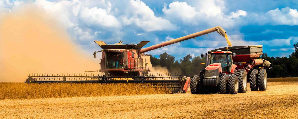 Новосибирские власти планируют увеличить экспорт зерна в 2,5 раза