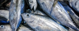 Диетолог Андрей Калинчев заявил о возможном вреде тунца для здоровья