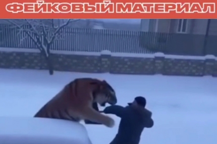 Автору фейкового ИИ-видео с нападением тигра в Приморье грозит штраф до 500 тысяч рублей