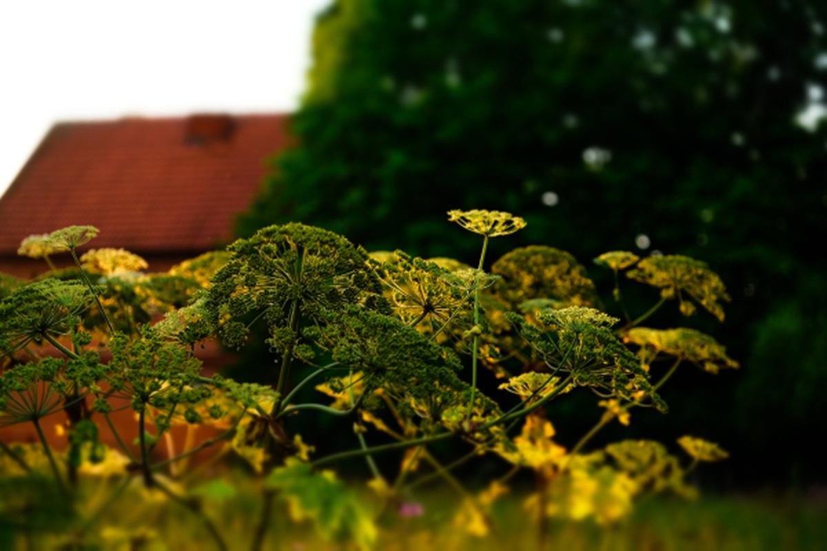 Юрист Воробьев: Новые критерии заброшенности участков не подтолкнут владельцев за ними ухаживать