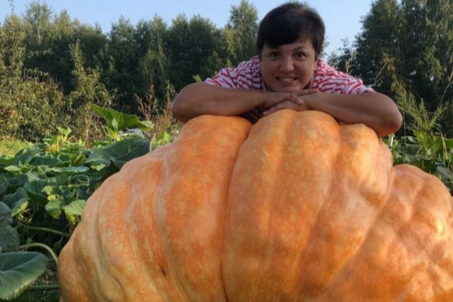 Жительница Зеленоградска вырастила огромную тыкву весом 486 кг