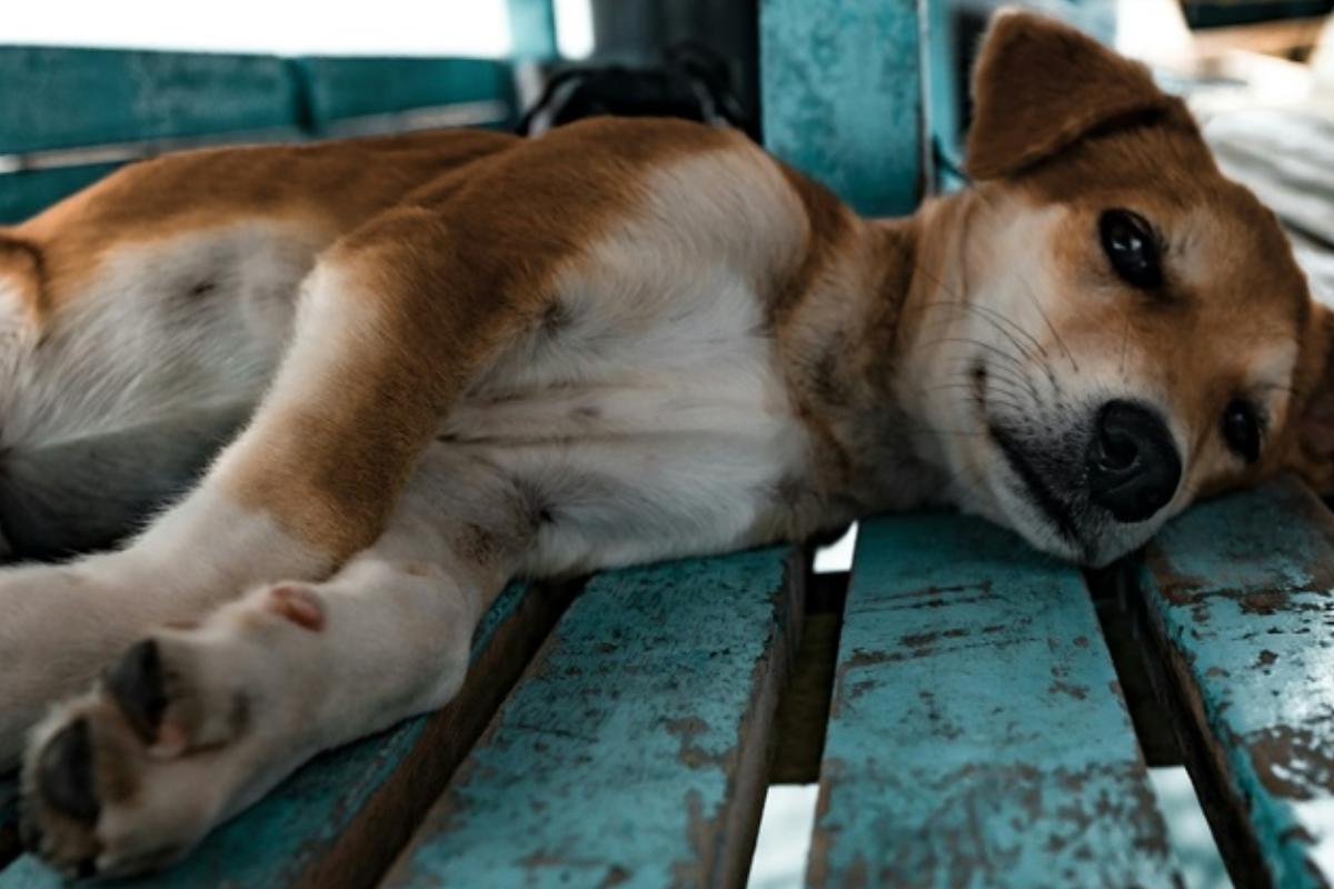 В поселке Южном на Кубани зверски убили собаку: началась проверка