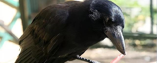 Ученые выяснили, что вороны способны планировать свои действия