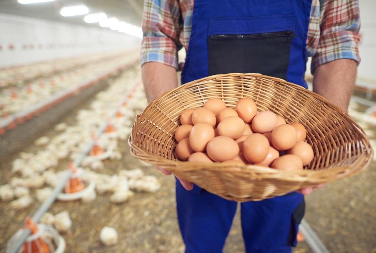 Россия попросила Казахстан увеличить поставки куриных яиц