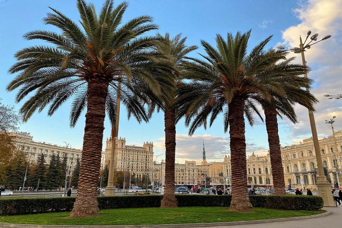 Пальмы вместо берёз: климатолог предрёк тропическое будущее Москвы