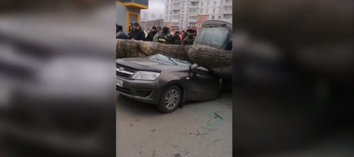 В Новокузнецке упавшее дерево раздавило автомобиль и убило двух человек