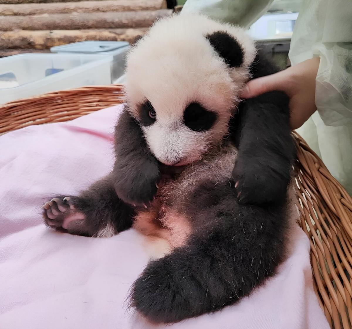 Маленькая панда из Московского зоопарка начала вставать на все лапы