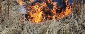 В Карелии ликвидировали первый в этом году лесной пожар