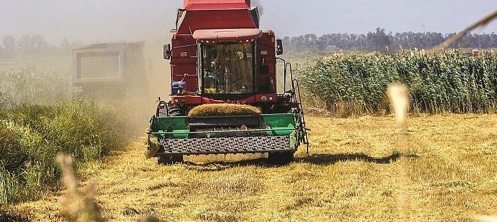 На Кубани аграрии собираются сохранить урожай риса на уровне 2020 года