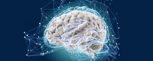 Scientists prove that brain reaches its peak in 35 years