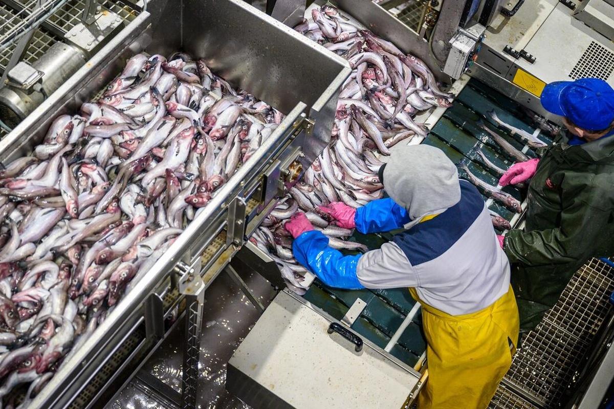 Германия закупила в Новгородской области 195 тонн рыбы и морепродуктов