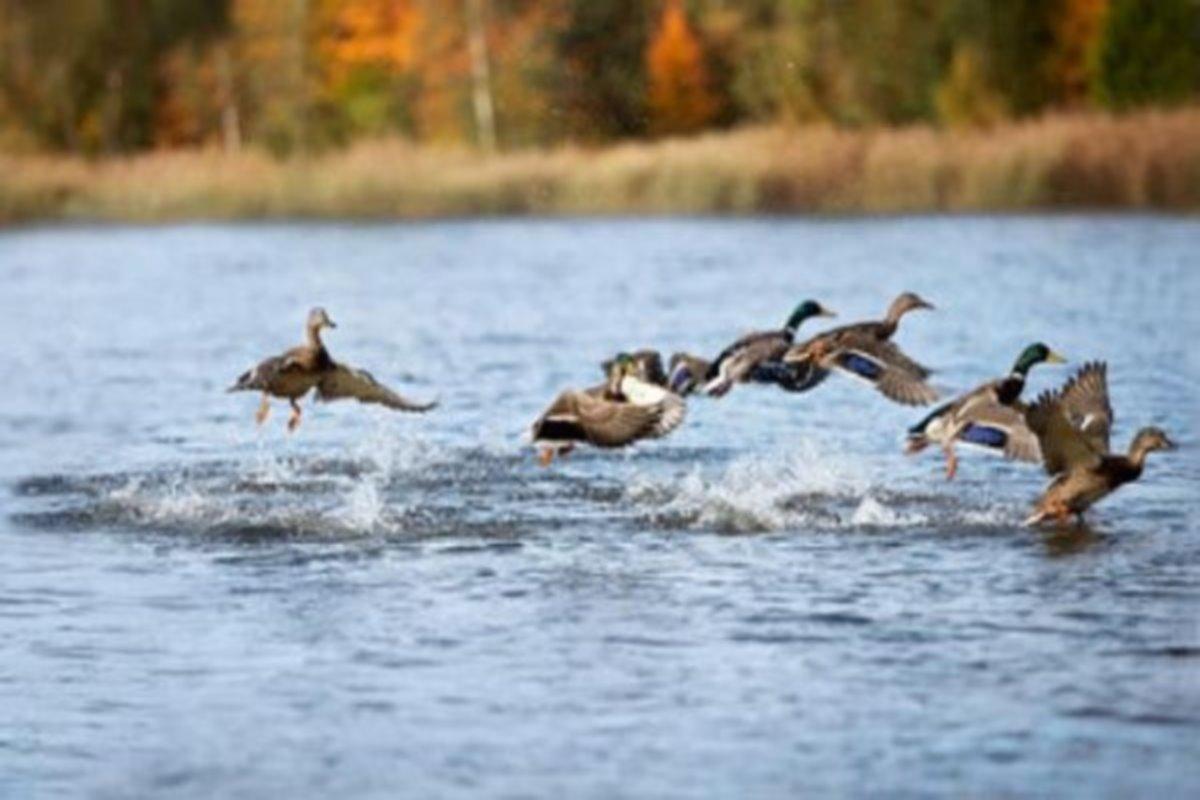 В Оренбургской области стартовал сезон охоты на водоплавающую и боровую дичь