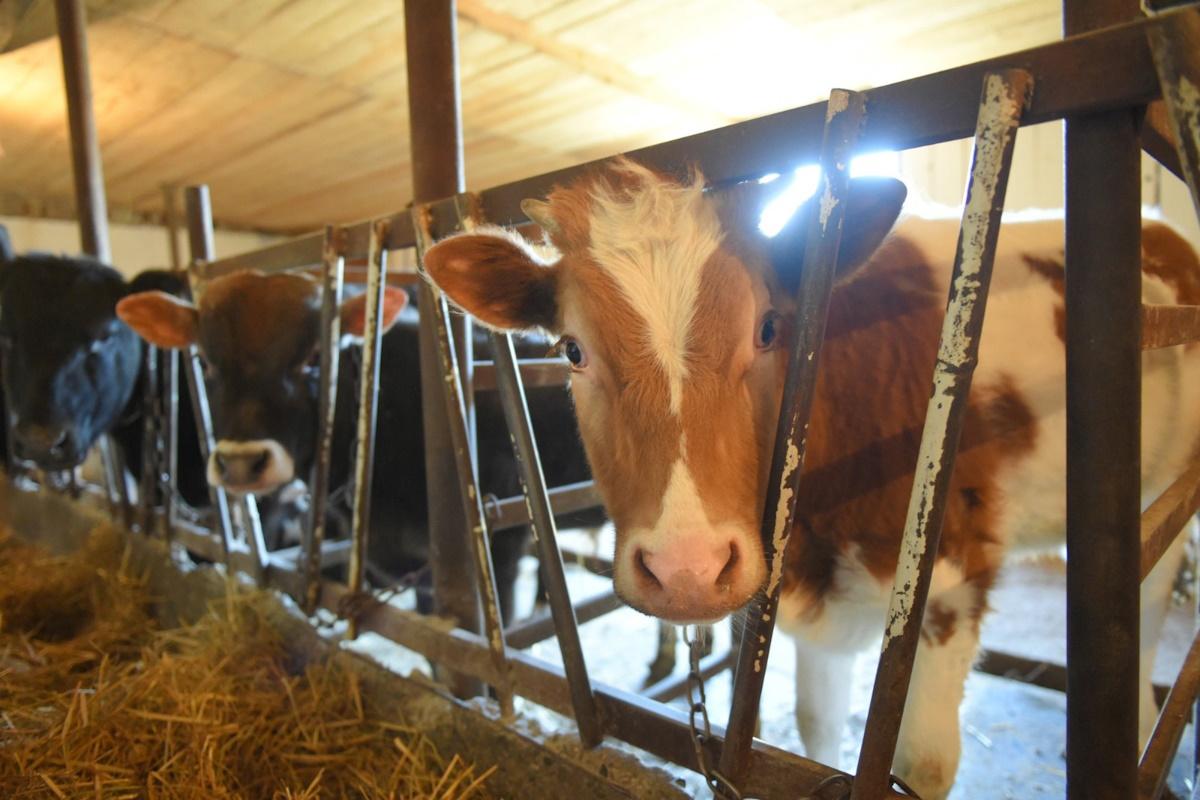 В хозяйствах Адыгеи надежно подготовились к зимовке крупного рогатого скота