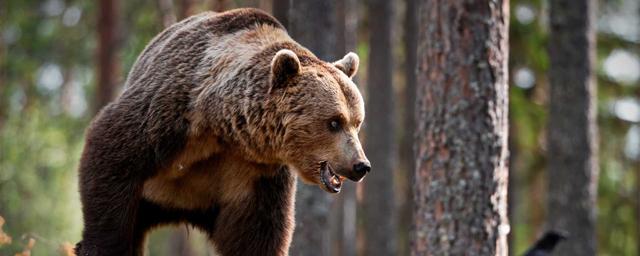 В Новосибирской области медведь сбежал из Убинского заказника, спасаясь от пожаров