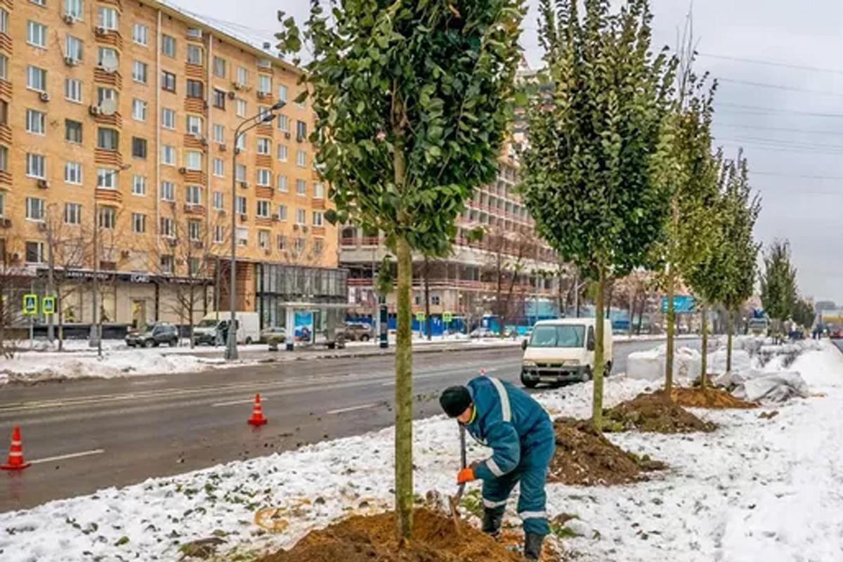 Свыше 4 тысяч деревьев высадили специалисты горхозяйства вдоль магистралей Москвы