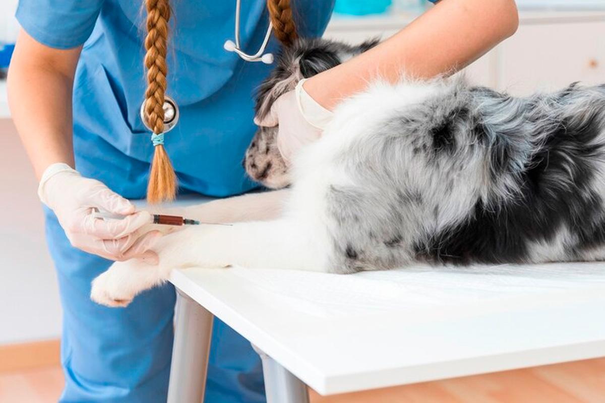 В Московской области зафиксированы очаги бешенства в двух населенных пунктах