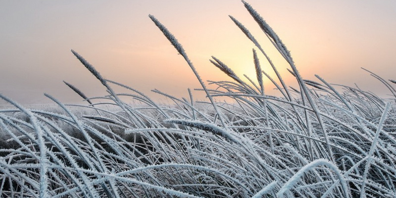 В Воронежскую область нагрянут заморозки до -3 градусов