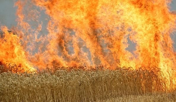 Волгоградский фермер пытается взыскать с энергетиков около 29 млн рублей за сгоревший в поле урожай