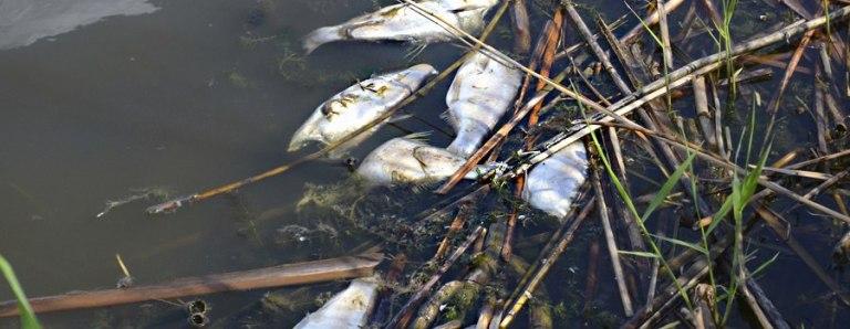 В Калуге четыре предприятия сливают отходы в рыбные реки