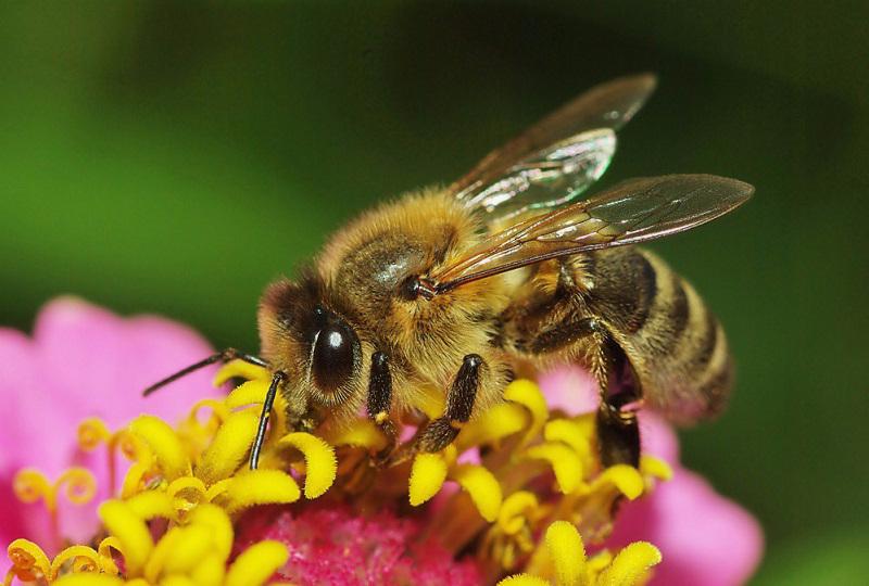 Ученые заявили о ежегодном сокращении численности насекомых на 1,5%