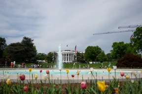 Пчёлы Мелании Трамп: какой мёд будут давать новые питомцы Белого дома