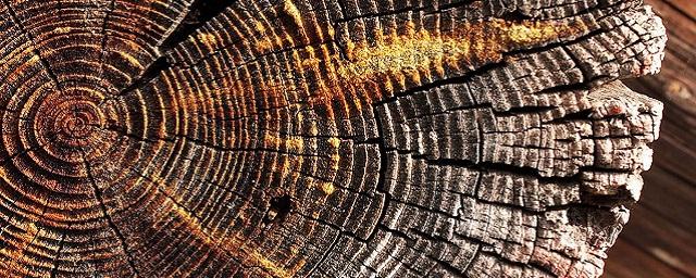 Ученые из Тамбова разработали новый способ определения возраста древесины