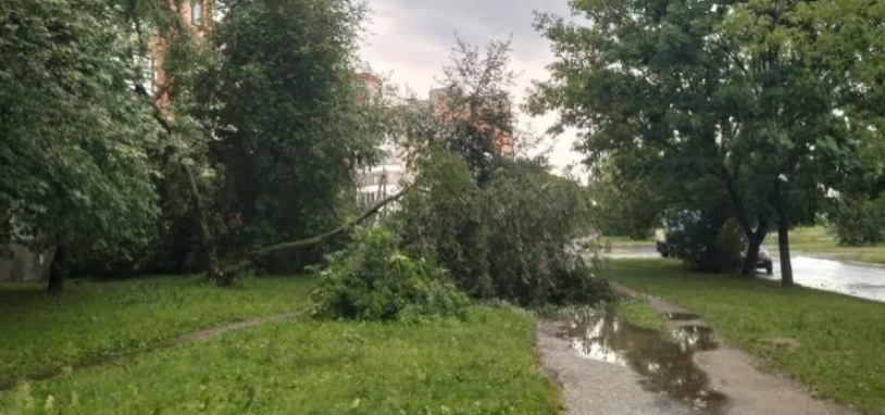 В Пскове после грозы упало дерево на улице Байкова