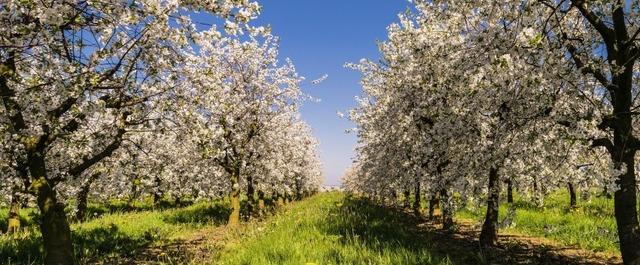 В Белгородской области уничтожили 7 тысяч зараженных саженцев яблонь