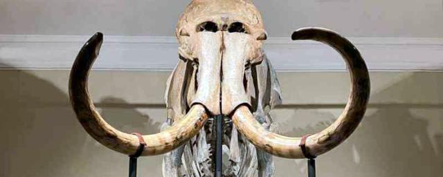 В новосибирском музее экспонат шерстистого мамонта назвали Самсоном