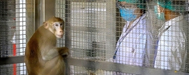 Роспотребнадзор: В России невозможно развитие эпидемии оспы обезьян