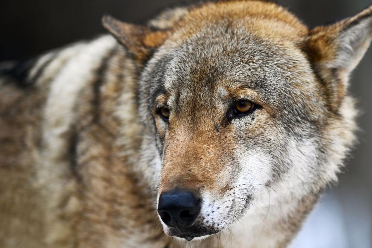 Десятки стрелков и лесников Индии мобилизовали на поиски волков-людоедов