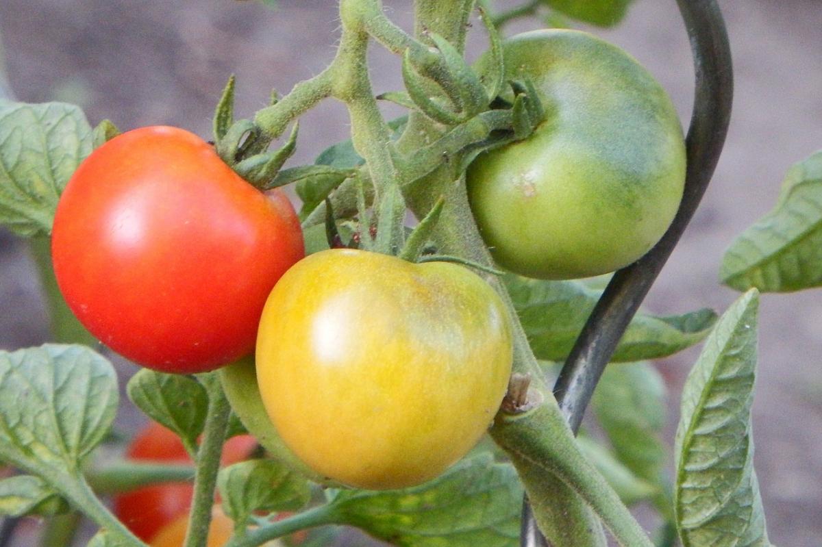 Диетолог Соломатина заявила, что неспелые помидоры содержат опасный для организма человека яд