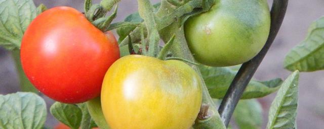 Диетолог Соломатина заявила, что неспелые помидоры содержат опасный для организма человека яд