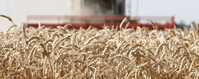 В России в 2021 году прогнозируют снижение урожая зерна